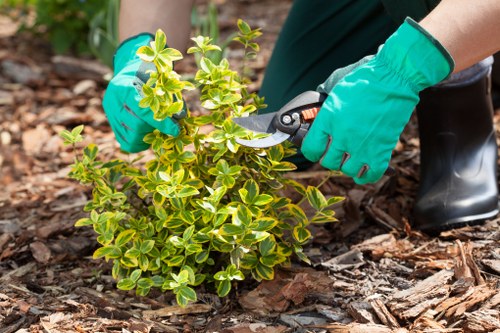 Garden maintenance in Gunnersbury with healthy planting and lawn care