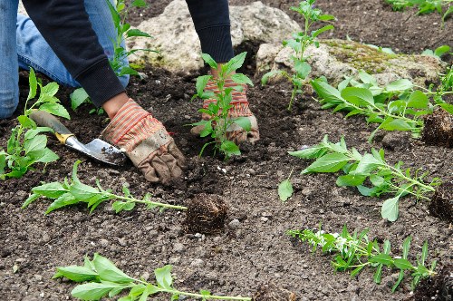 Safe pruning and branch reduction in a London garden