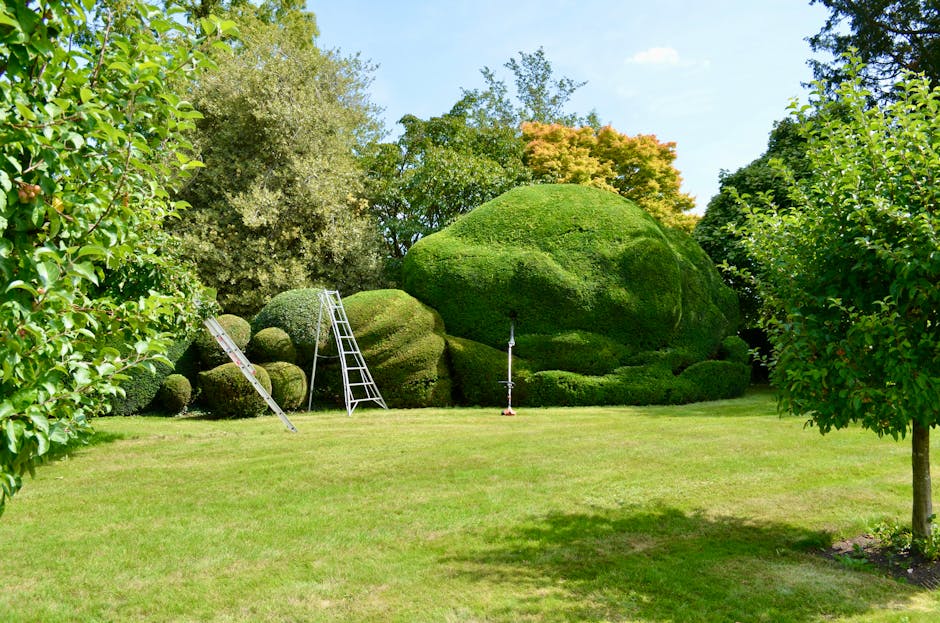 A well-maintained garden featuring a lush, green lawn with evenly trimmed grass. In the background, there are neatly shaped shrubbery and rounded bushes, some of which are being trimmed or shaped, ind