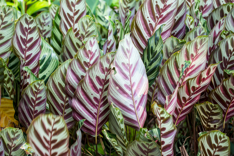 landscape design garden