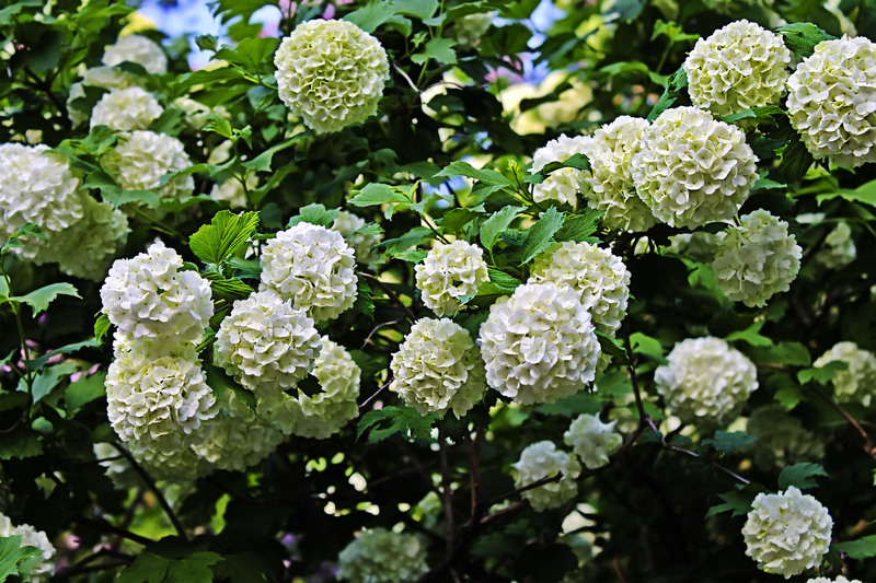 garden maintenance flower borders