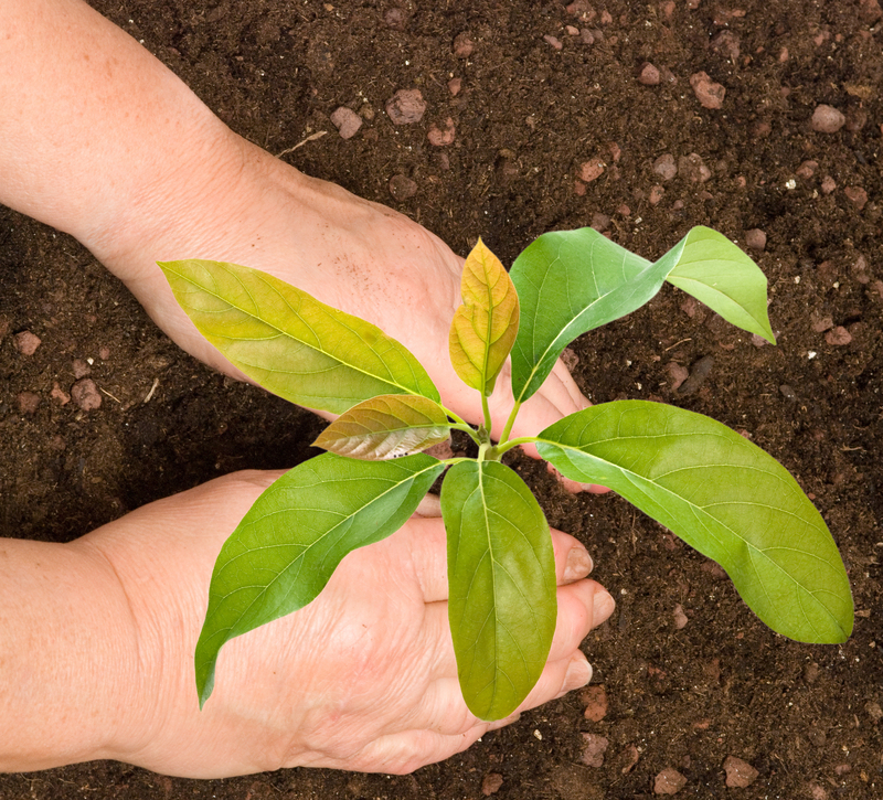 garden maintenance flower borders
