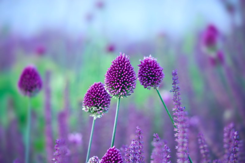 garden maintenance garden care